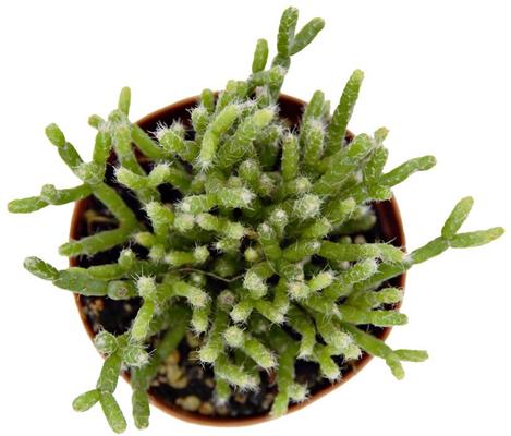 Show full view: ReptiFauna Tropical Rhipsalis Live Plant, 2-in Pot, 1 count slide 5 of 9