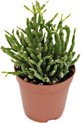 Show full view: ReptiFauna Tropical Rhipsalis Live Plant, 2-in Pot, 1 count slide 4 of 9