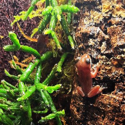 Show full view: ReptiFauna Tropical Rhipsalis Live Plant, 2-in Pot, 1 count slide 2 of 9