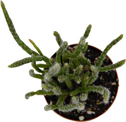Show full view: ReptiFauna Tropical Rhipsalis Live Plant, 2-in Pot, 1 count slide 7 of 9