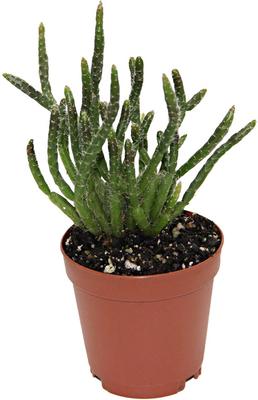 Show full view: ReptiFauna Tropical Rhipsalis Live Plant, 2-in Pot, 1 count slide 6 of 9