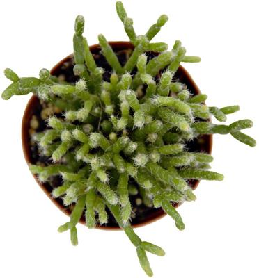 Show full view: ReptiFauna Tropical Rhipsalis Live Plant, 2-in Pot, 1 count slide 3 of 9