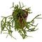 Show in main carousel: ReptiFauna Tropical Rhipsalis Live Plant, 2-in Pot, 1 count slide 8 of 9