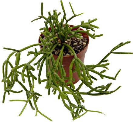 Show full view: ReptiFauna Tropical Rhipsalis Live Plant, 2-in Pot, 1 count slide 8 of 9