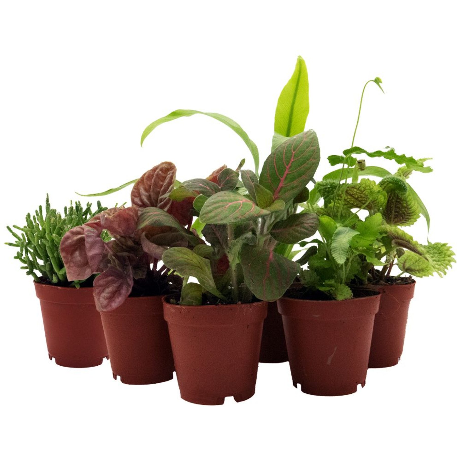 ReptiFauna Tropical Starter 2-in Pot Live Plant, 6 count
