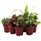 Show in main carousel: ReptiFauna Tropical Starter 2-in Pot Live Plant, 6 count slide 1 of 8