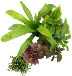 ReptiFauna Tropical Starter 2-in Pot Live Plant, 6 count slide 2 of 7