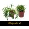 Show in main carousel: ReptiFauna Tropical Starter 2-in Pot Live Plant, 6 count slide 7 of 8