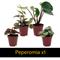 Show in main carousel: ReptiFauna Tropical Starter 2-in Pot Live Plant, 6 count slide 4 of 8