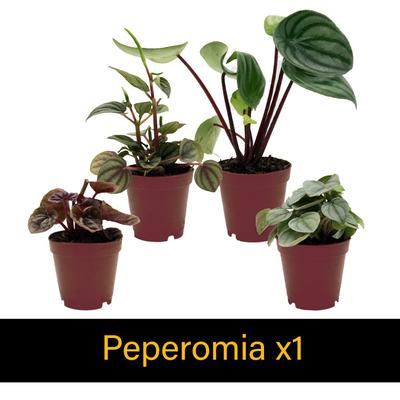Show full view: ReptiFauna Tropical Starter 2-in Pot Live Plant, 6 count slide 4 of 8