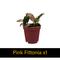 Show in main carousel: ReptiFauna Tropical Starter 2-in Pot Live Plant, 6 count slide 6 of 8