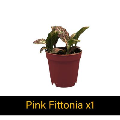 Show full view: ReptiFauna Tropical Starter 2-in Pot Live Plant, 6 count slide 6 of 8