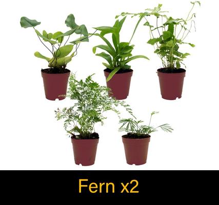 Show full view: ReptiFauna Tropical Starter 2-in Pot Live Plant, 6 count slide 5 of 8