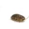 Show in main carousel: ReptiFeast Discoid Reptile Food, Medium, 12 count slide 3 of 4