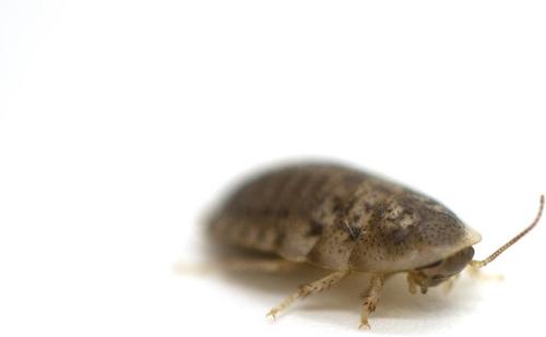 Show full view: ReptiFeast Discoid Reptile Food, Medium, 25 count slide 3 of 5