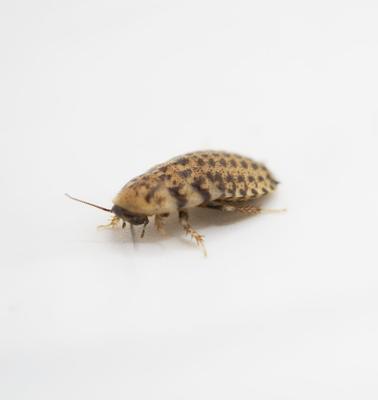 Show full view: ReptiFeast Discoid Reptile Food, Small, 50 count slide 3 of 5