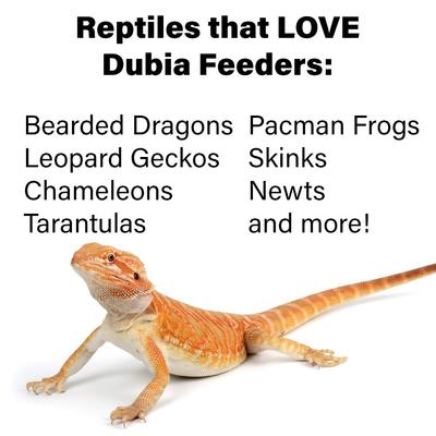 Show full view: ReptiFeast Dubia Reptile Food, Medium, 25 count slide 4 of 5