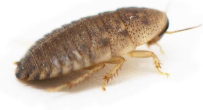 Show full view: ReptiFeast Dubia Reptile Food, Small, 50 count slide 3 of 5