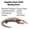 Show in main carousel: ReptiFeast Mealworm Reptile Food, 50 count slide 5 of 6