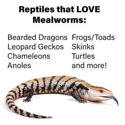 Show full view: ReptiFeast Mealworm Reptile Food, 50 count slide 5 of 6
