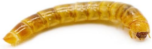 Show full view: ReptiFeast Mealworm Reptile Food, 50 count slide 4 of 6