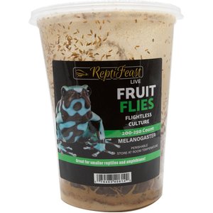 ReptiFeast Melanogaster Fruit Fly Culture Reptile Food, 1 count