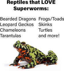 ReptiFeast Superworm Reptile Treats, 50 count slide 2 of 5