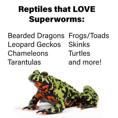 Show full view: ReptiFeast Superworm Reptile Treats, 50 count slide 5 of 6