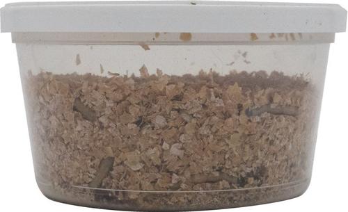 Show full view: ReptiFeast Superworm Reptile Treats, 50 count slide 2 of 6