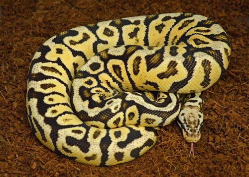 Show full view: Reptile Prime Coconut Fiber Reptile Substrate, 24-qt bag slide 3 of 5