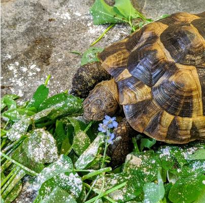 Show full view: Reptile Systems A La Carte Vit-A-Max Powdered Reptile Supplement, 3-oz slide 3 of 3