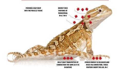 Show full view: Reptile Systems Eco Gold Infrared Reptile Heat Lamp Unit, 200-watt slide 7 of 8