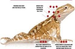 Reptile Systems Gold Infrared Reptile Heat Unit Replacement Bulb, 50-watt slide 2 of 6