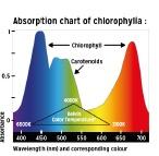Show full view: Reptile Systems New Dawn Led Flood Terrarium Plant Growth Lamp, 35-watt slide 5 of 5