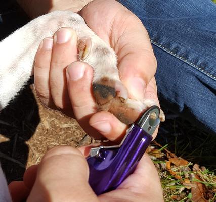 Show full view: Resco Original Dog Nail Clippers, Large, Candy Purple slide 3 of 5