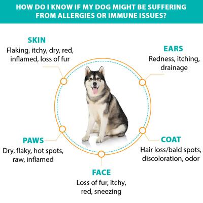 Show full view: RestoraPet Allergy, Itch & Immune Support Soft Chews Dog Supplement, 60 count slide 6 of 8