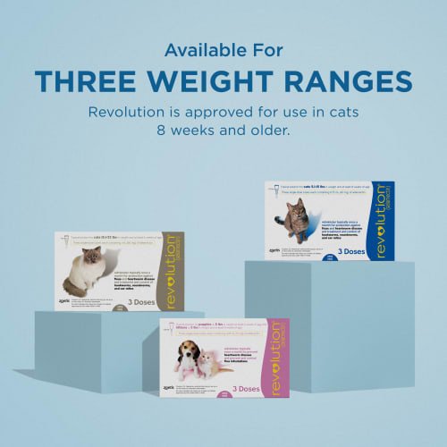 Show full view: Revolution Topical Solution for Cats, 5.1-15 lbs, (Blue Box), 6 Doses (6-mos. supply) slide 7 of 11