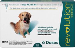Revolution Topical Solution for Dogs, 40.1-85 lbs, (Teal Box), 6 Doses (6-mos. supply)