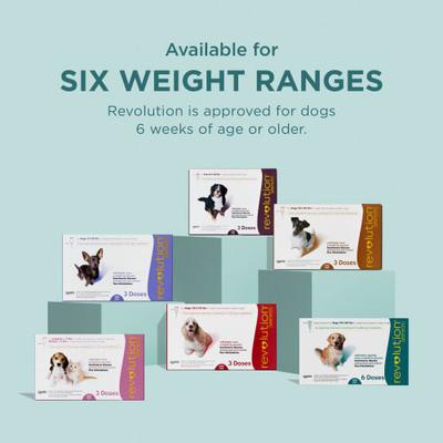 Show full view: Revolution Topical Solution for Dogs, 85.1-130 lbs, (Plum Box), 12 Doses (12-mos. supply) slide 7 of 11