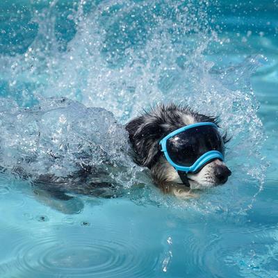 Show full view: Rex Specs V2 Dog Goggles, Big Horn Blue, X-Small slide 3 of 5