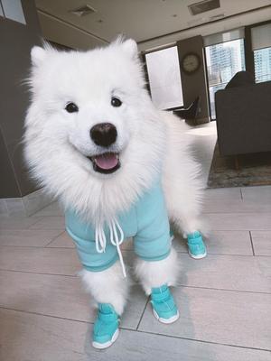 Show full view: RIFRUF Caesar 1 Dog Boot, Aqua, 3 slide 4 of 7