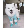 Show in main carousel: RIFRUF Caesar 1 Dog Boot, Aqua, 7 slide 4 of 7
