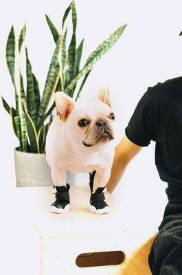 Show full view: RIFRUF Caesar 1 Dog Boot, Black, 6 slide 6 of 11