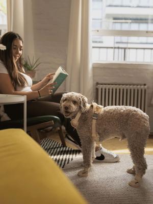 Show full view: RIFRUF Caesar 1 Dog Boot, Bone, 2 slide 4 of 10