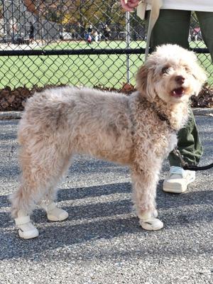 Show full view: RIFRUF Caesar 1 Dog Boot, Bone, 2 slide 7 of 10