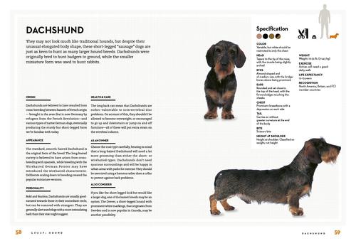 Show full view: Right Dog for You slide 5 of 7