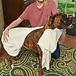 Show in main carousel: Rinse Ace Microfiber Pet Towel slide 4 of 7