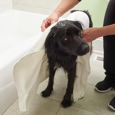 Show full view: Rinse Ace Microfiber Pet Towel slide 7 of 8