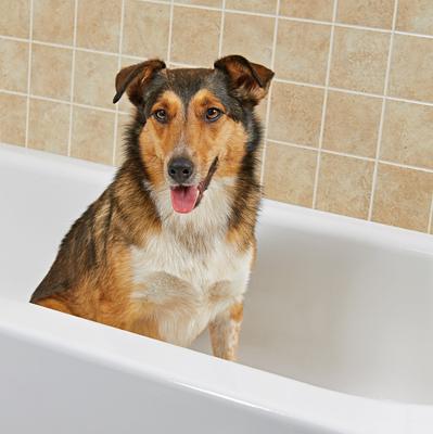 Show full view: Rinse Ace Pet Hair Snare Drain Catcher, White slide 4 of 5