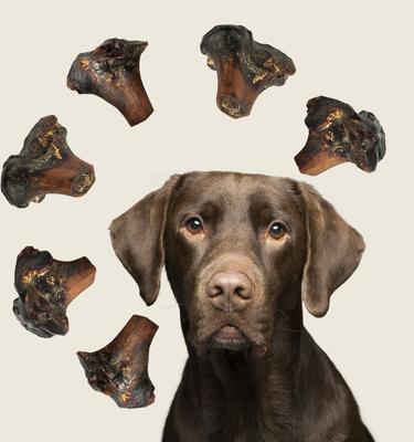 Show full view: Roam Large Gnawkle Cape Ostrich Dog Treat, 1 count slide 7 of 9